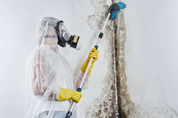 Best Professional Mold Removal  in Azusa, CA