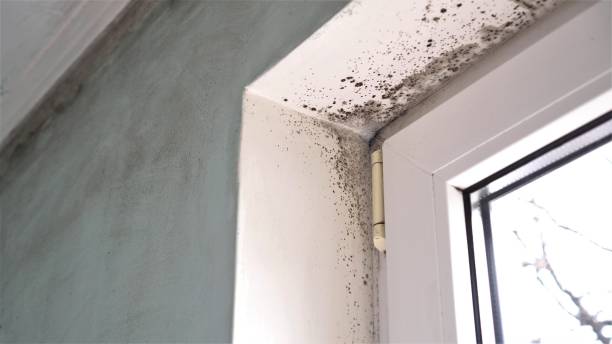 Best Black Mold Removal  in Azusa, CA