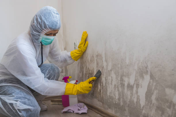 Best Mold Cleaning Services  in Azusa, CA