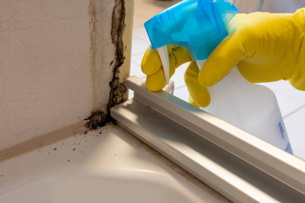 Best Mold Removal Company Near Me  in Azusa, CA