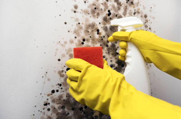 Best Commercial Mold Removal  in Azusa, CA