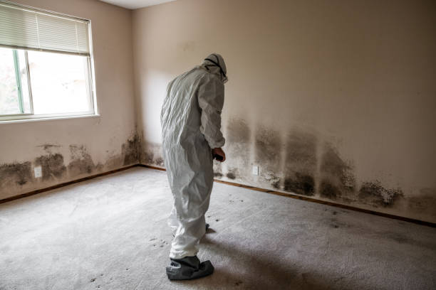 Best Mold Damage Repair  in Azusa, CA