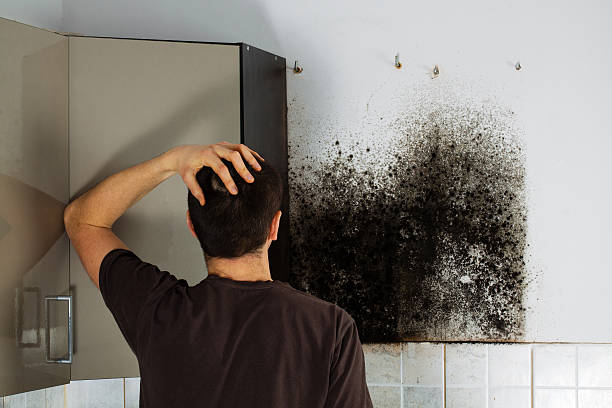 Best Toxic Mold Removal  in Azusa, CA
