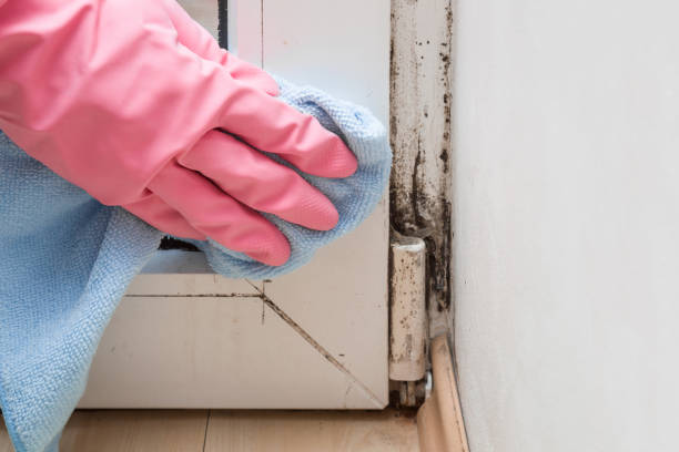 Best Local Mold Removal Service  in Azusa, CA
