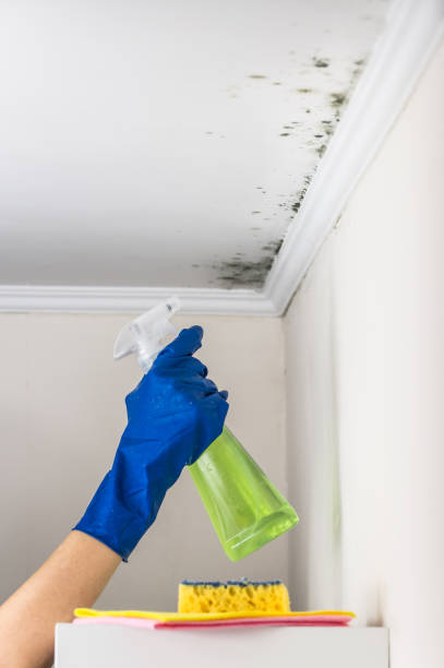 Best Mold Inspection  in Azusa, CA